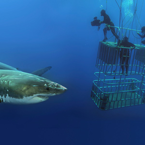 A diver filming a great white shark while standing on a cage
