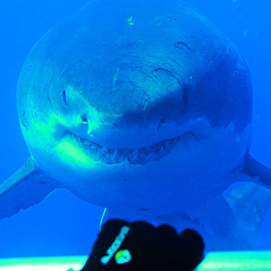 Great White Shark staring at diver inside cage