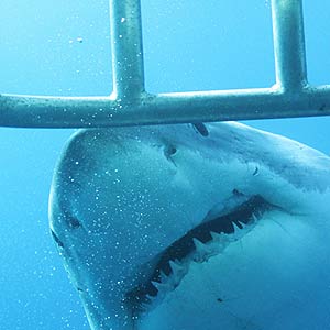 Great White Shark swimming past cage