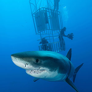 Great white shark with cage and divers behind it