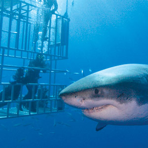 Great white shark swimming next to divers who are inside cages