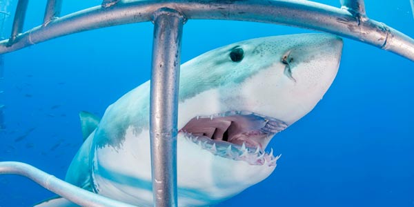 Fish eye photo of a great white shark outside the shark cage