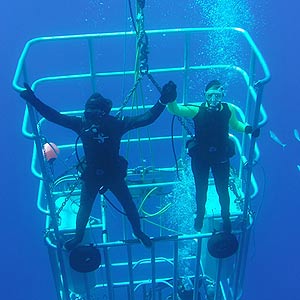 Two divers holding hands while inside a shark cage