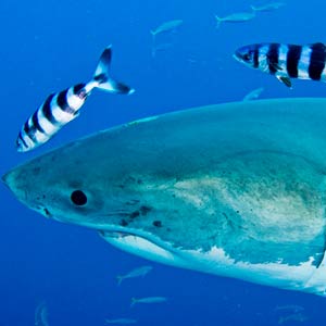 Great white swimming with fishes