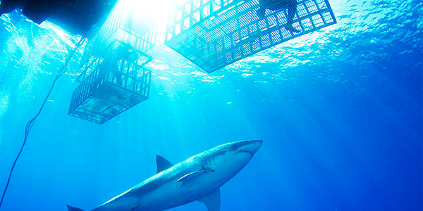 Fish eye photo of a great white shark outside the shark cage
