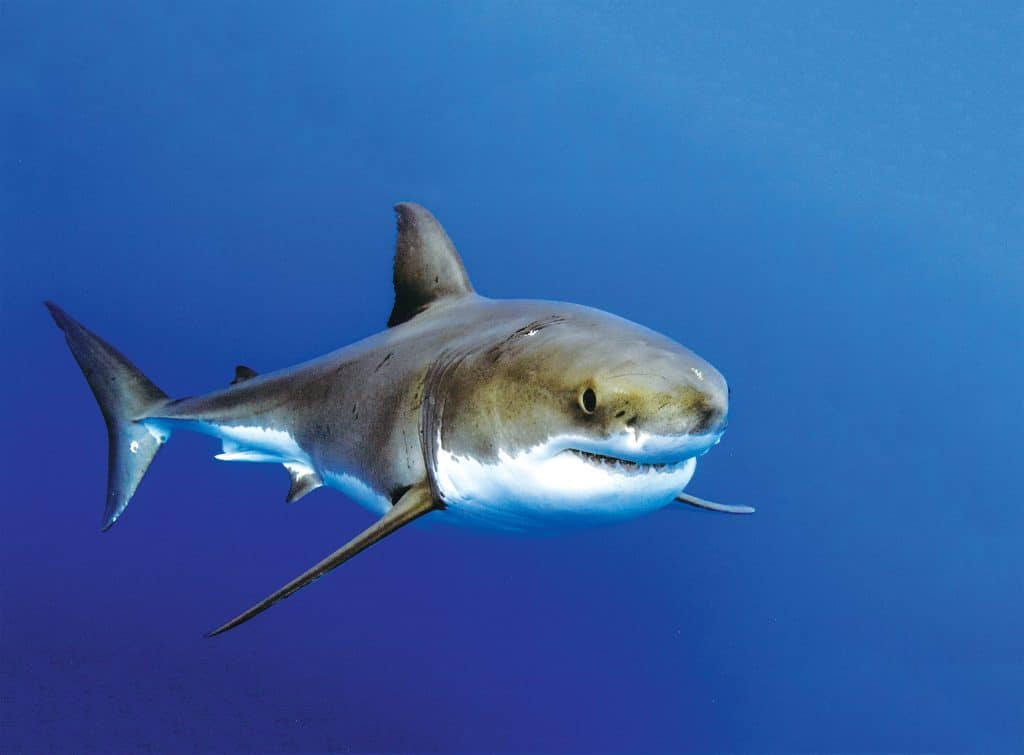 Guadalupe Island Great White Shark diving