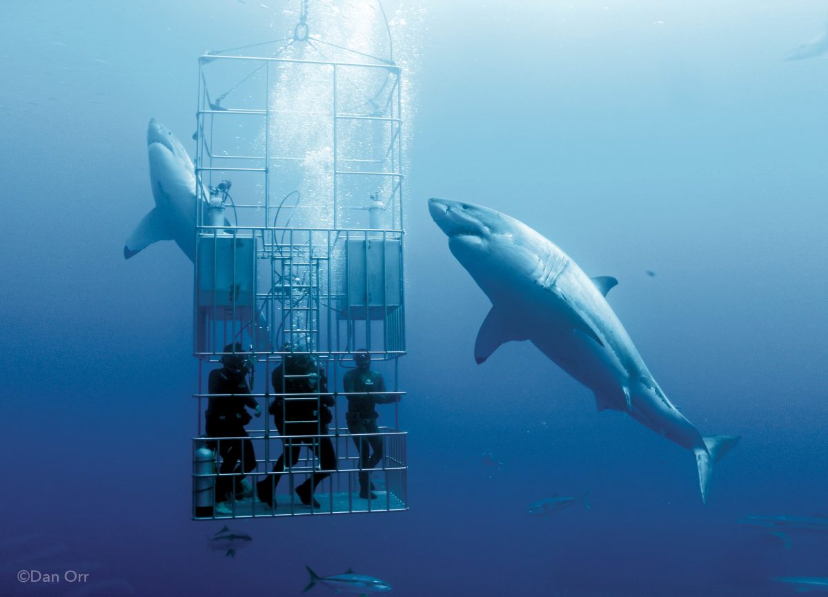 Great White Shark staring at diver in cage