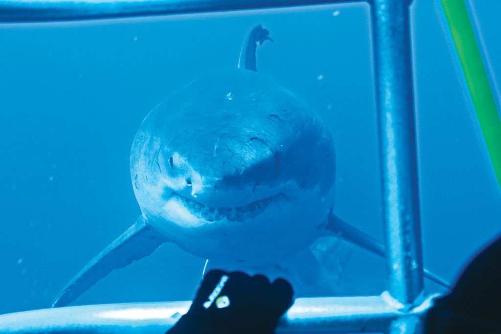 Great white shark staring at a diver inside cage