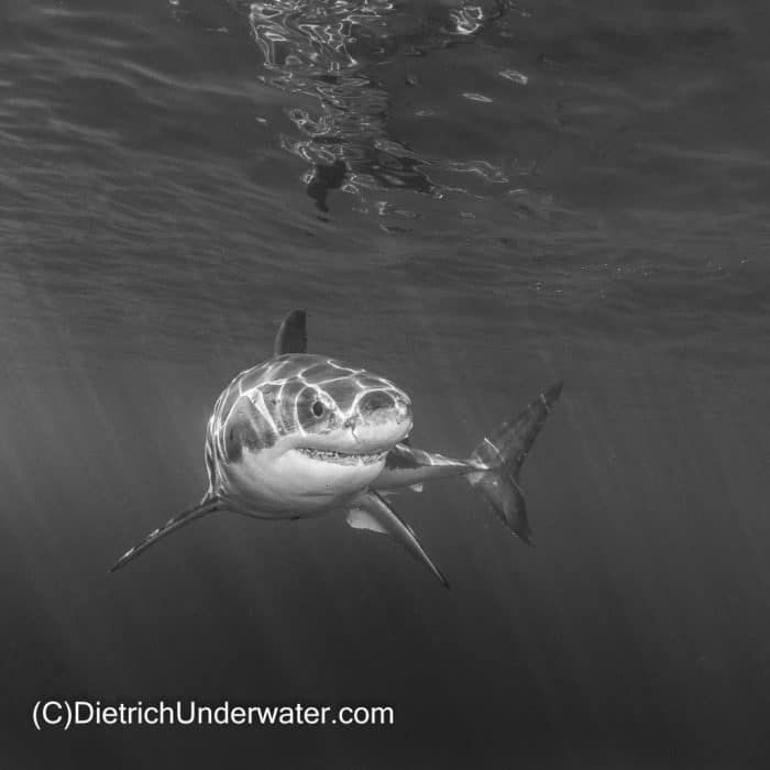 Great White Sharks of Guadalupe Island | Go face to face in