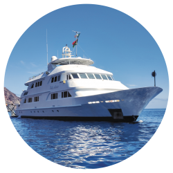 NAUTILUS BELLE-AMIE Guadalupe Diving