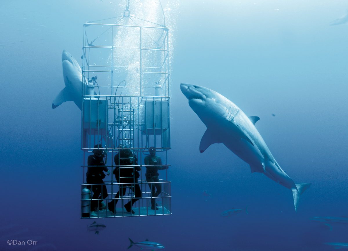shark cage diving图片