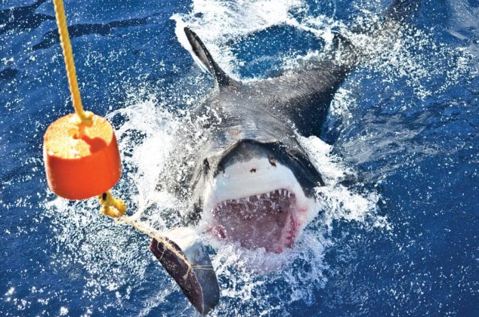 その他 Great White Sharks-Isla De Guadalupe-Mexico [DVD] 中古】Great White Sharks-Isla De Guadalupe-Mexico [DVD]