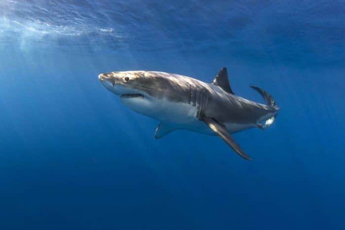 Amazon.com: Dive Travel - Great White Sharks Isla de
