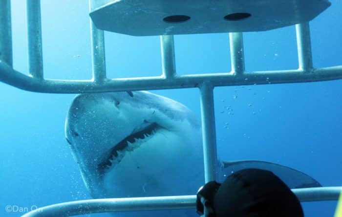 その他 Great White Sharks-Isla De Guadalupe-Mexico [DVD] Great White Sharks-Isla De Guadalupe-Mexico [DVD]