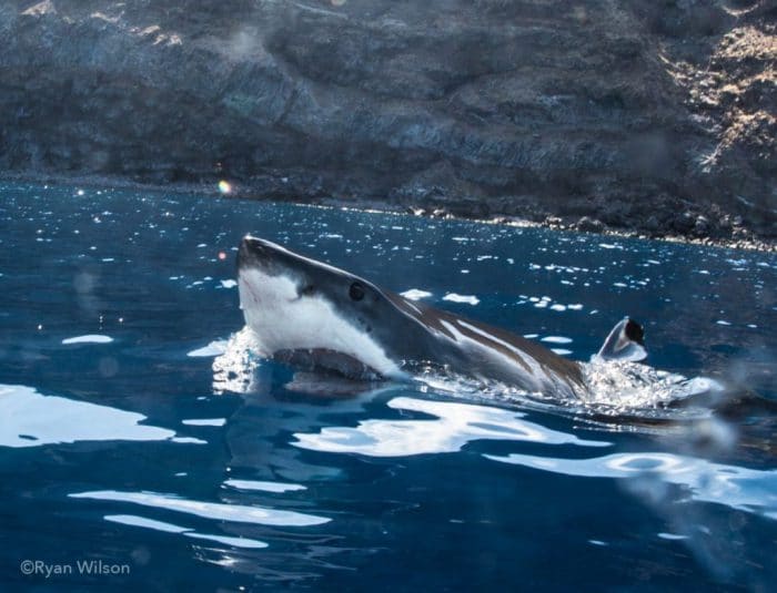 Great White Sharks of Guadalupe Island | Go face to face in